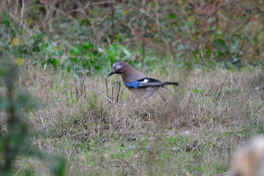Garrulus glandarius corsicanus Garrulus glandarius corsicanus